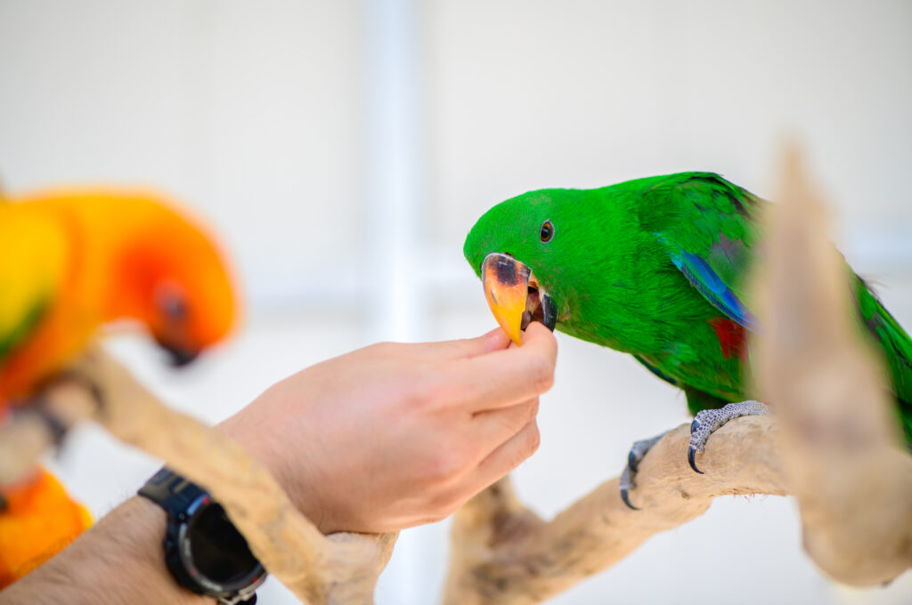 Eine ausgewogene Ernährung ist der Schlüssel zu einem gesunden Leben – hier ein Grüner Ara beim behutsamen Füttern aus der Hand.